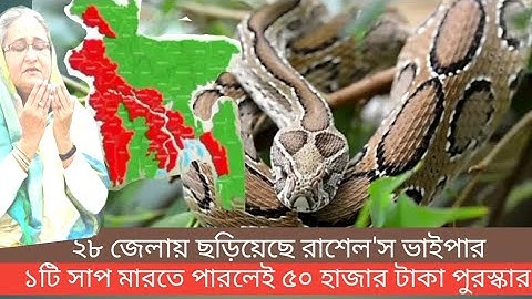 ২৮ জেলায় ছড়িয়েছে রাসেল'স ভাইপার। মারতে পারলেই ৫০ হাজার টাকা পুরস্কার।