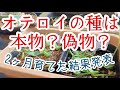 【多肉植物】【アガベ】オテロイの種、混在疑惑あり！2ヶ月育ててみた結果、ハッキリした【実生】