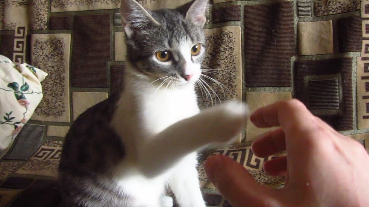 robin seplut wikipedia Kitten Melissa bites me and toys