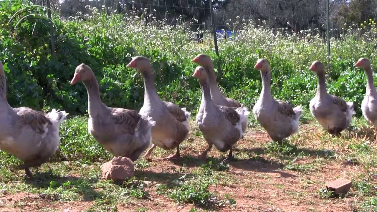 José Miguel Martín. Finca Dehesa Frías. Ganadería ecológica.