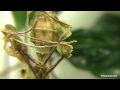 Violin Mantis Molts into Sub-Adult