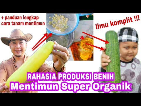 Video: Ramuan Timun - Sifat Berguna, Aplikasi, Petunjuk