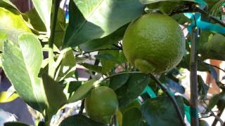 Pomona Lemon Very Sweet