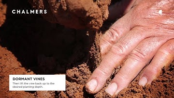 Chalmers Vine Planting - Dormant Vines