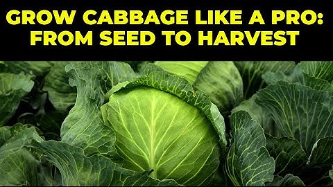 GROW CABBAGE LIKE A PRO: FROM SEED TO HARVEST