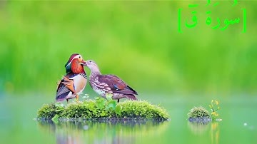 سُورَةُ قٓ بصوت الشيخ عبد الرحمن بن موسى رواية ورش عن نافع تجويد رائع