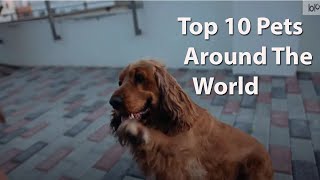 Top 10 Pets Around The World by Samantha's Animal Facts 61 views 3 years ago 4 minutes, 7 seconds