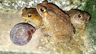 The Best Night Ever With Insects, Bug Beetles, Red Millipedes And 3 Types Toads | Bugs | Insects