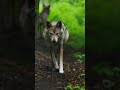 Wolf Photography Coming Soon!