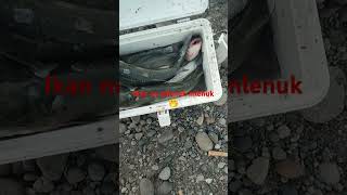 Mlenuk Mlenuk Iwakepwj Fishing Ikan Belanak mancingikanbelanak short