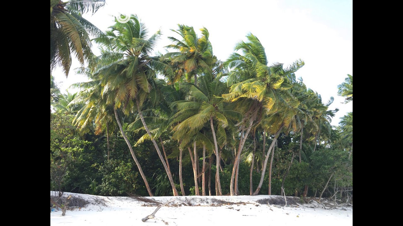 Kevin MacLeod - Harmful or Fatal