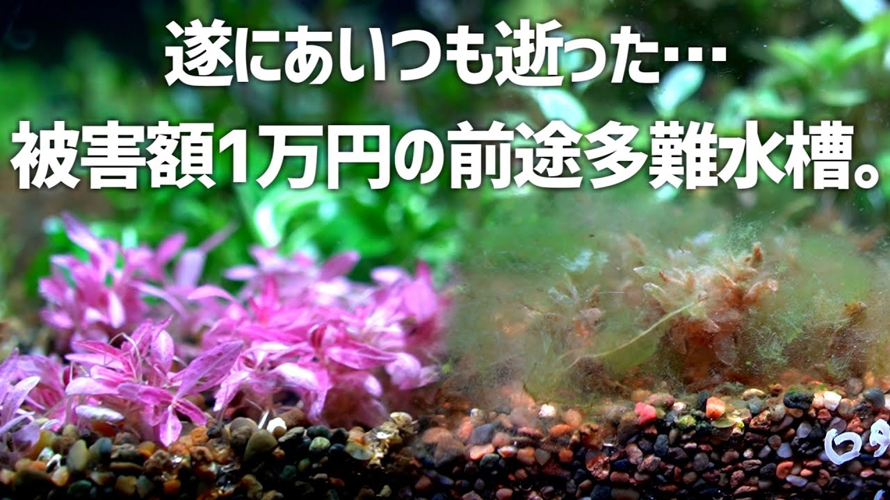 これは酷い…負の連鎖が止まらない水槽の進行を食い止める。#520【アクアリウム】