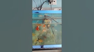 hồ cá nước đục làm sao cho nước trong và hồ cá nó trắng sáng mới a c bk chỉ e với