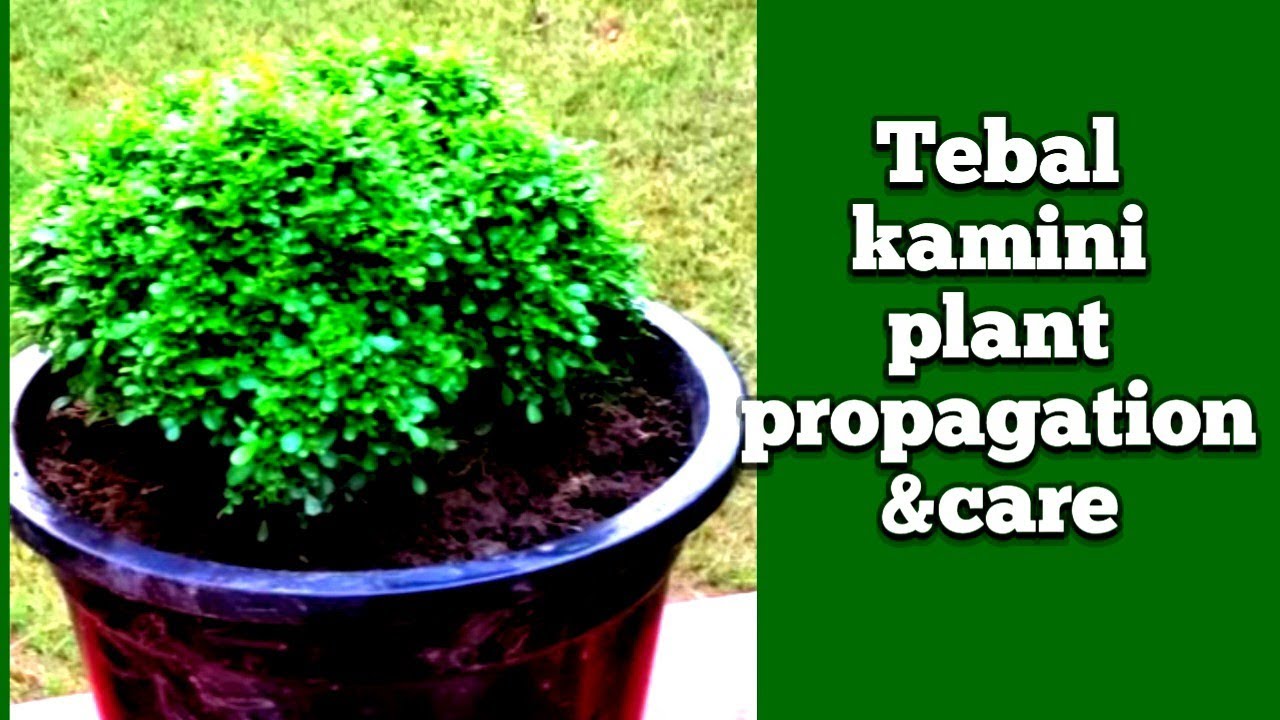 Tebal Kamini Plant Care ll Teble Kamini Plant Care&Propagation From