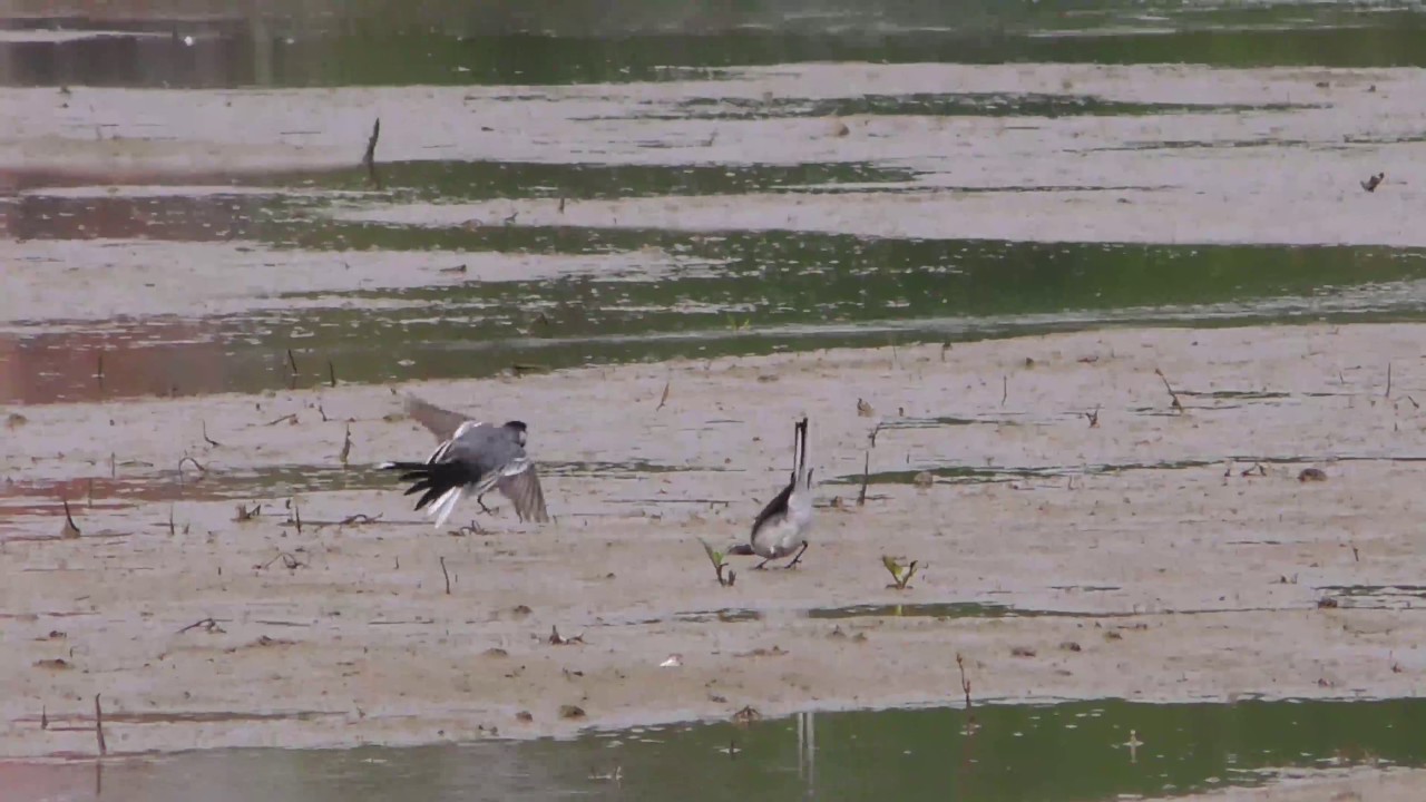 Vroege Vogels - Witte kwikstaarten baltsen