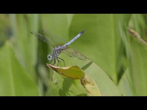 2022 8 7 OM1 Eds pond afternoon d-flies, slo mo