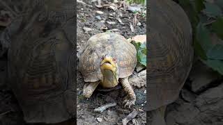 Otus visits Brookside Nature Center
