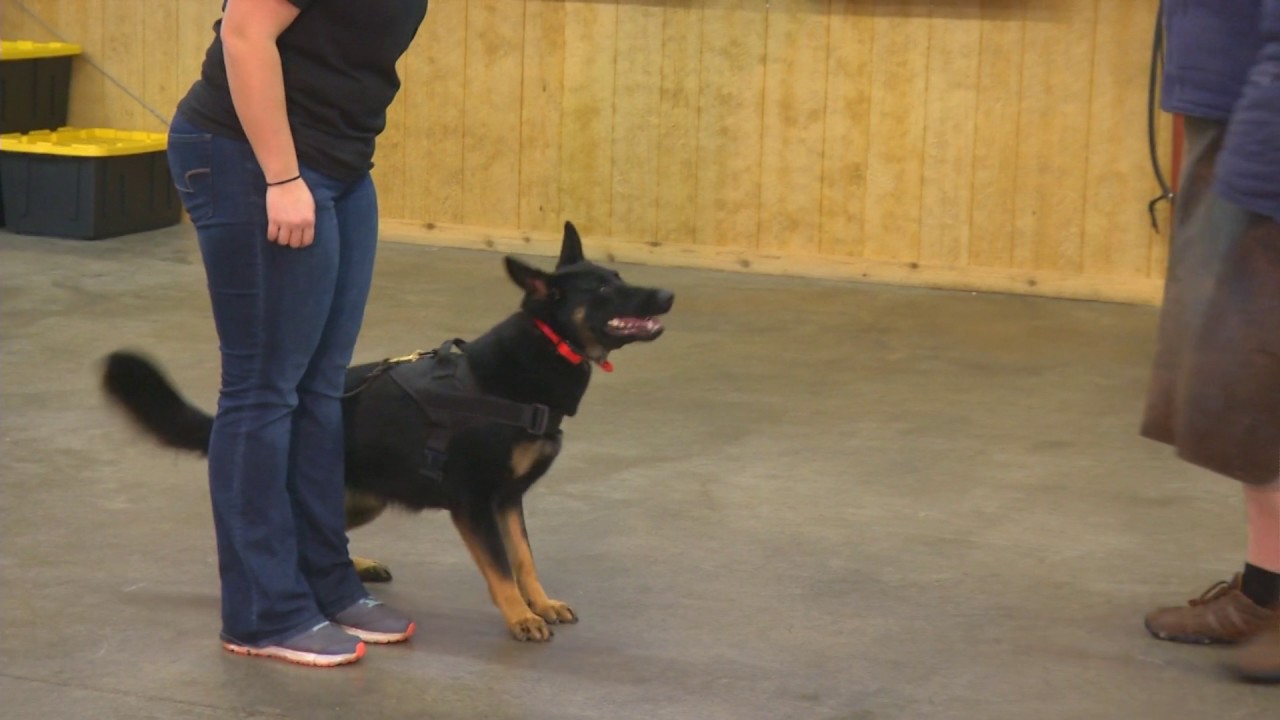 video phone beyonce mp3 Ruby von Prufenpuden 16 Mo's Obedience Protection Trained German Shepherd For Sale