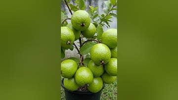 Guaveboom kweken uit verse guavevruchten | 100% succesvolle voortplantingsmethode