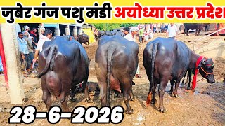 जुबेर गंज पशु मंडी अयोध्या उत्तर प्रदेश। जानिए किस रेट में मिल रहीं हैं भैंस। #buffalomarket 
