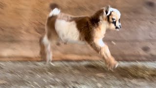 Adorable baby goat discovers first hops!! by Sunflower Farm Creamery 229,271 views 2 weeks ago 3 minutes, 16 seconds