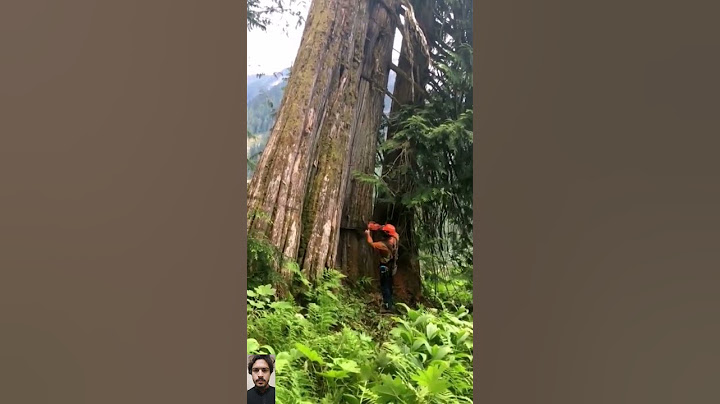 cutting trees#treework #wood #treecutting #reelschallenge #viral