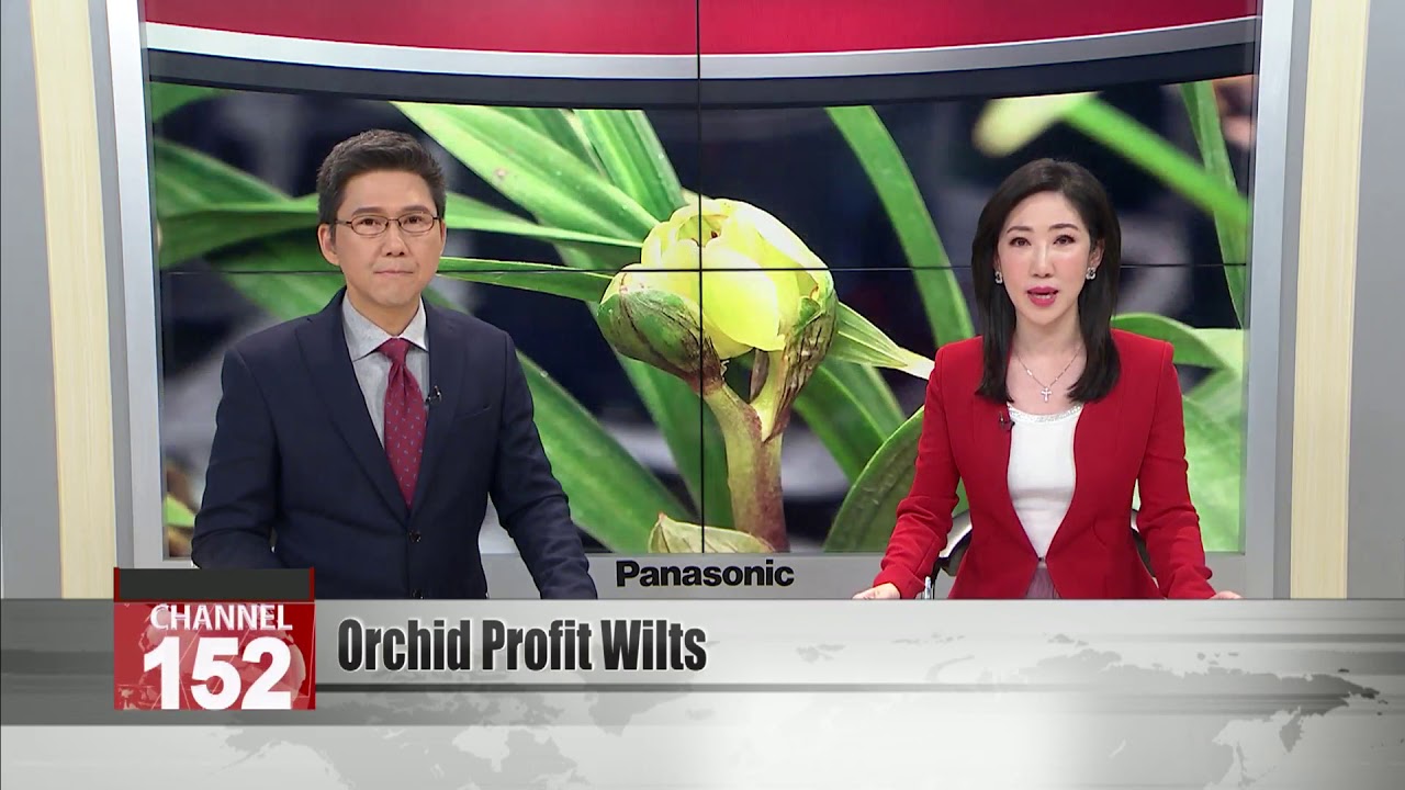 Orchid growers struggle as export revenue wilts