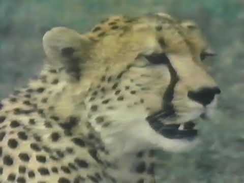 NOVA: Animal Olympians still