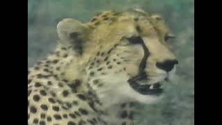 NOVA: Animal Olympians (1981) 🏆🐆 | Nature’s Greatest Athletes