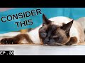 10 things to consider before getting a Siamese Cat (In detail) の動画、YouTube動画。