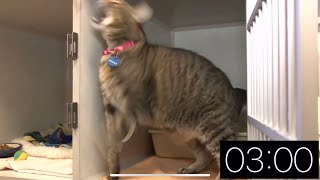 Famous 3 Minute Timer - Just Cats Profile