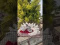 Pigeon 🌲 🕊️🕊️🕊️