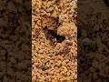 Thousands of Ants Dig Giant Nests Underground