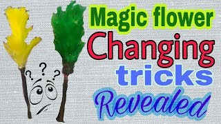 Flowers changing magic tricks revealed