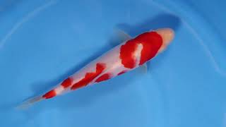 20220122 3 star Tosai Kohaku 22 cm Goriki nr002