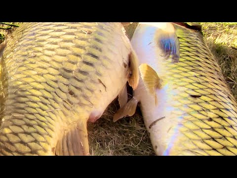 Video Câu Cá Chép Tự Nhiên - Đụng Phải Cá Lớn Với 6 Cần Lăng... - youtube