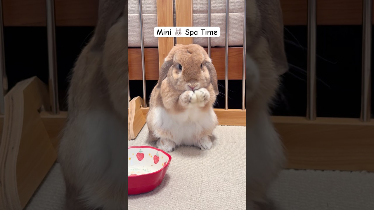 Welcome to Bunny's Private Spa Channel🫣 