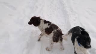 Relaxing snow walk