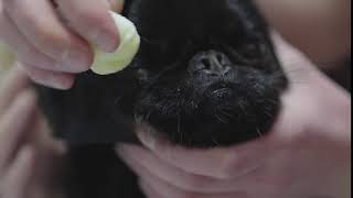 Close Up Hands Of Veterinarian Cleaning Eyes Of Small Black Pug