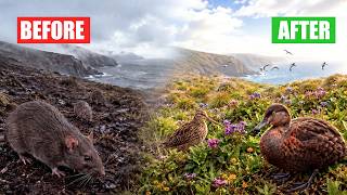 New Zealand Removed 200,000 Rats From an Island — What Came Back Shouldn't Exist