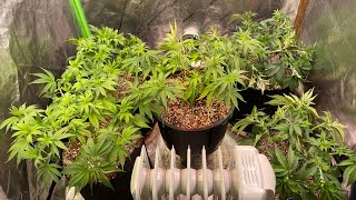 Last day of Veg. Mimosa EVO, Cream Mandarin, Ayahuasca Purple, Chemdawg, Strawberry Lemonade Grow