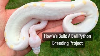 How We Build A Ball Python Breeding Project