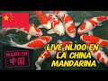 🔥🐼 NL100 EN DIRECTO CON PESCAOS DE LA CHINA MANDARINA🏮🐉🐼🥢🥠
