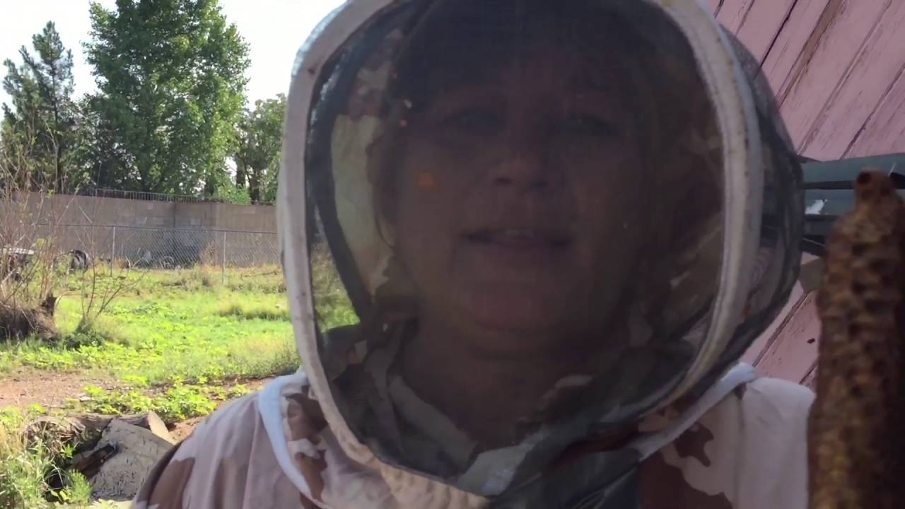 WILD Killer Bee Excursions ARIZONA