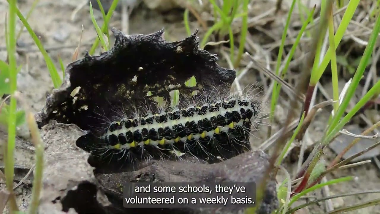 BANKS Restoration | A visit to Pegswood Community Park