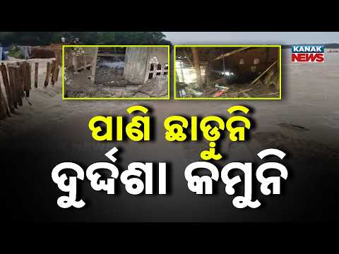କମିନି ବନ୍ୟା ଦୁର୍ଦ୍ଦଶା | Odisha Flood Damage | Homes and Crops Hit from Jajpur to Balasore