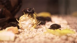 Long Term Storage: How To Avoid Pests!