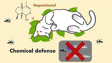 Cats Love Silver Vine and Catnip for a More Practical Reason Than Developing Euphoria