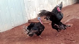 Turkey's hot fight for mating. #animalfightandkids #animalmating #turkey #turkeyhunting #turkeybird