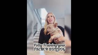 POTTY TRAINING your FRENCH BULLDOG!